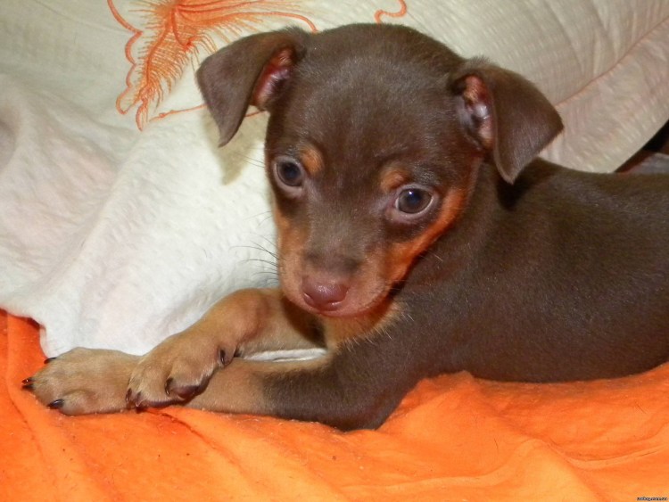 Пинчер терьер шоколадный