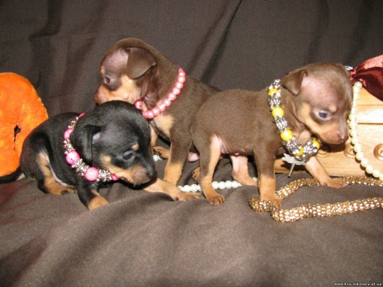 Кутята той терьера