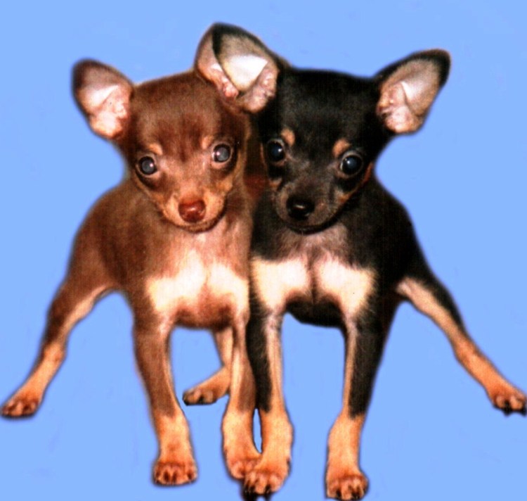 Таширский той терьер