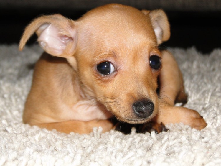 Той терьер рыжий гладкошерстный