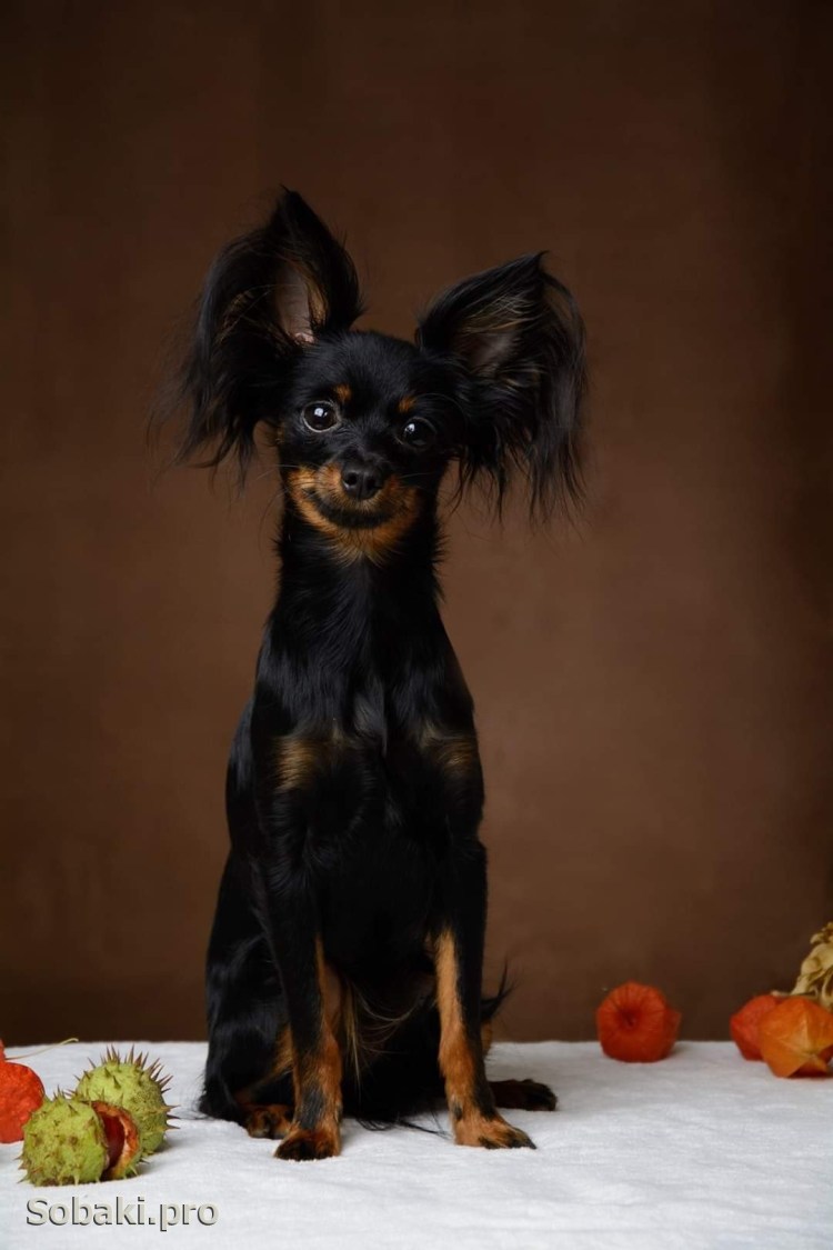 Тойтерьеры длинношерстные