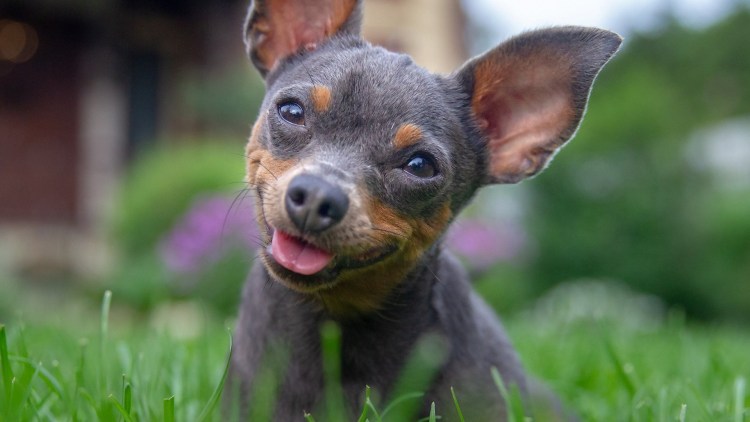 Карликовый терьер щенки