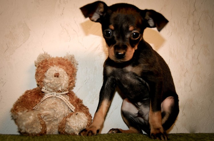 Карликовый той терьер