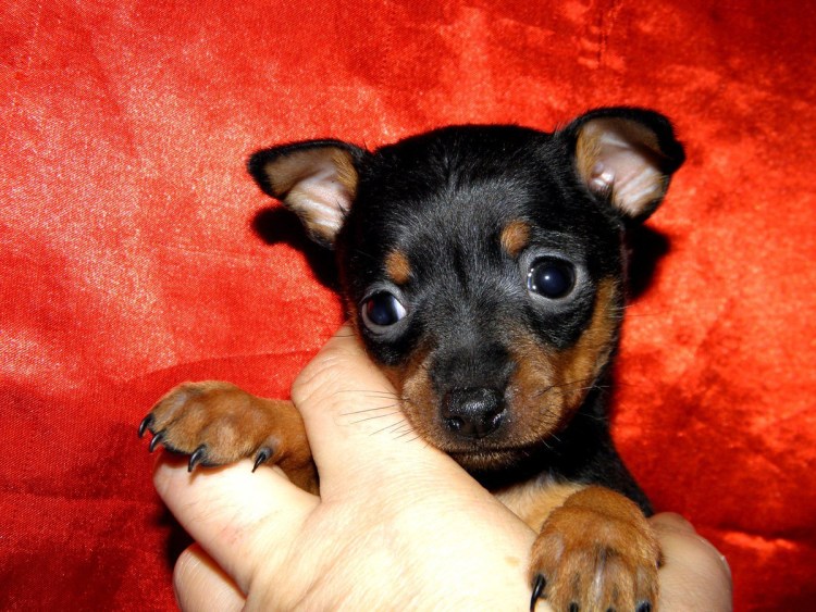 Тор терьер собака щенок