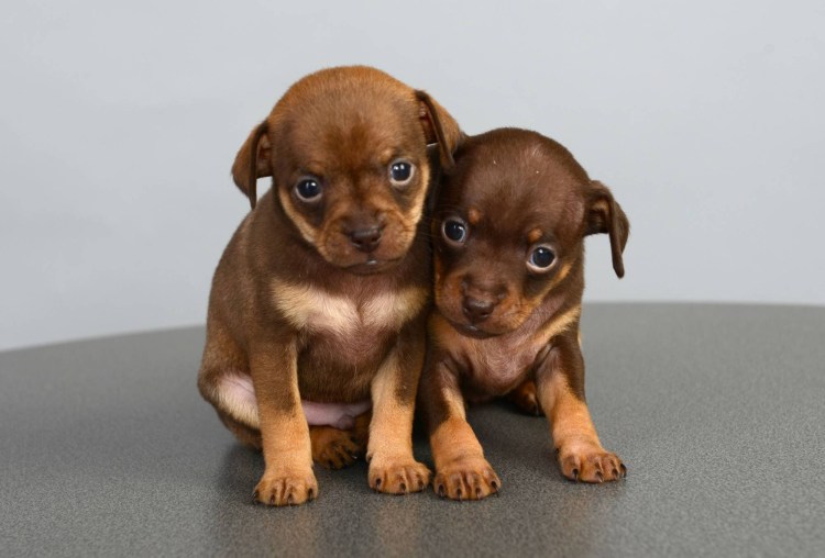 Русский той терьер вислоухий