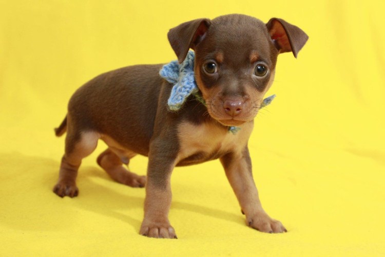 Той терьер вислоухий