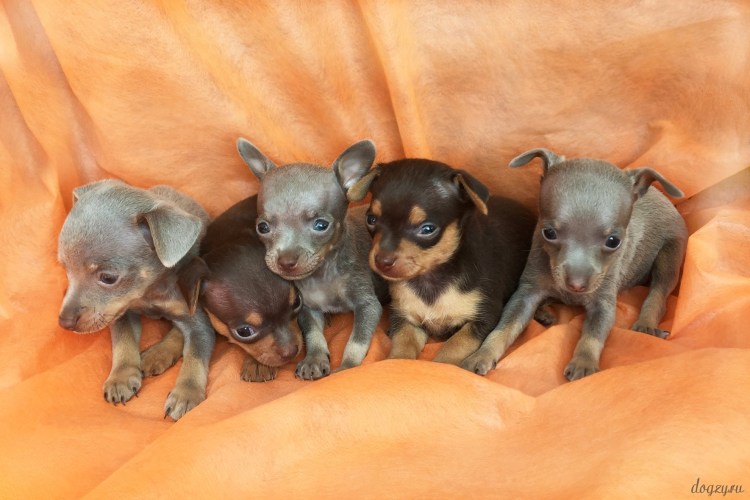 Той терьер лилово подпалый