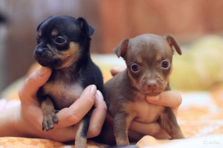 Новорождённых щенки той терьера