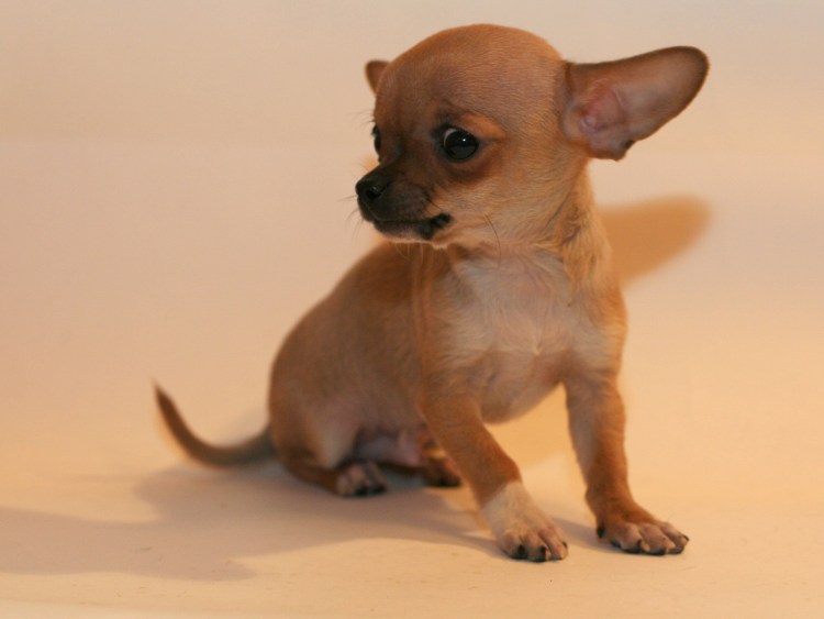 Кутята той терьера мини