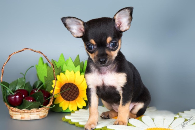 Карликовый чихуахуа