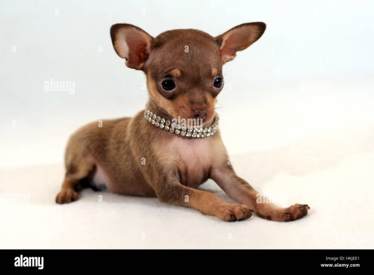 Щенки чихуахуа – тойтерьер