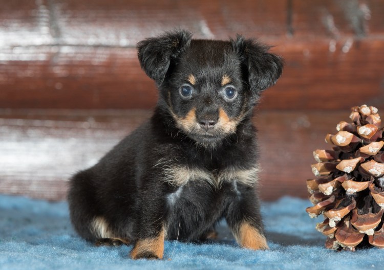 Русский той терьер длинношерстный