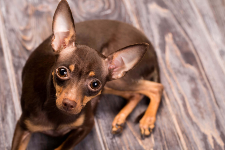 Той терьер короткошерстный