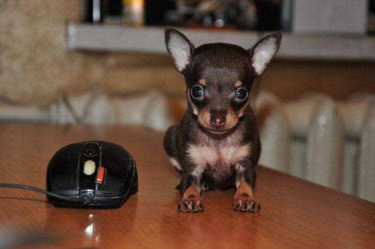 Карликовый терьер рыжий