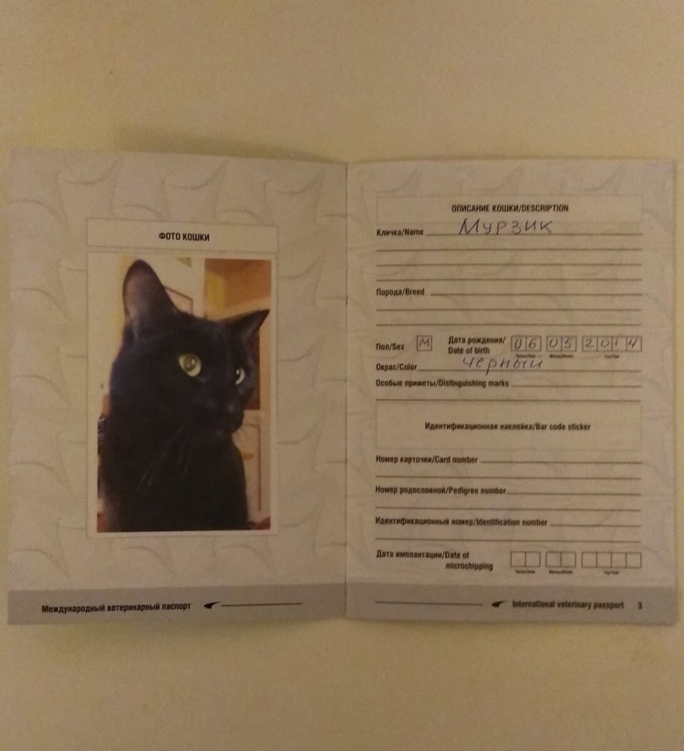 Паспорт для кошки