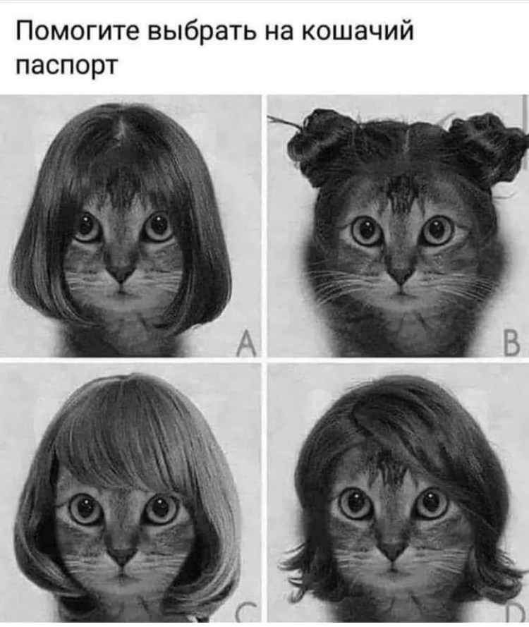 Свит Кэт обложки на паспорт