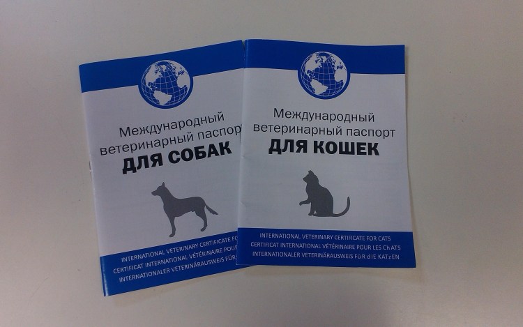Ветеринарный паспорт для кошки