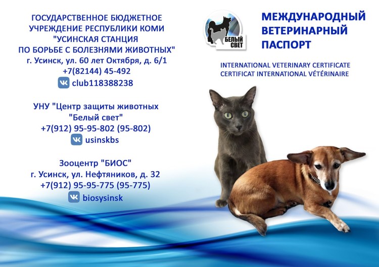 Обложка для паспорта кот