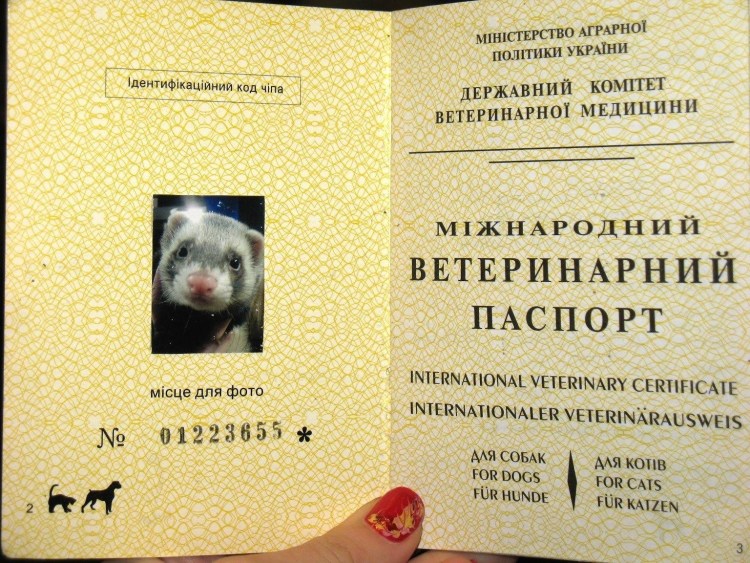 Международный ветеринарный паспорт для кошек прививки