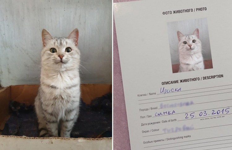 Скоттиш-фолд родословная