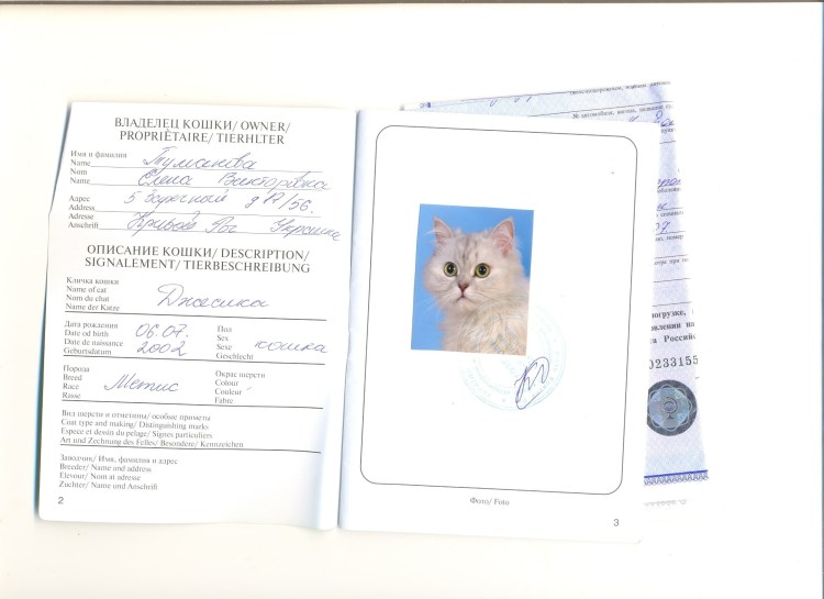 Как заполнить ветеринарный паспорт для кошек Невская маскарадная