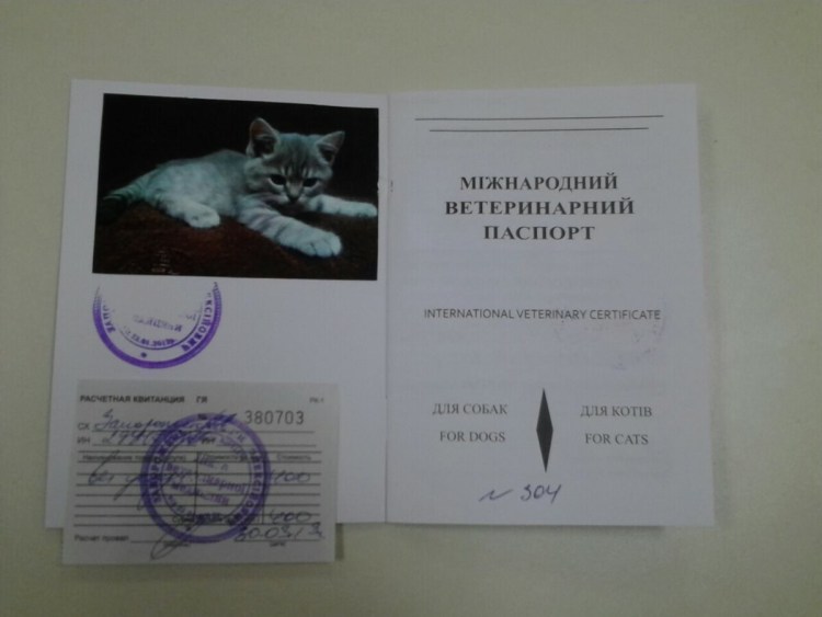 Заполнение паспорта кошки