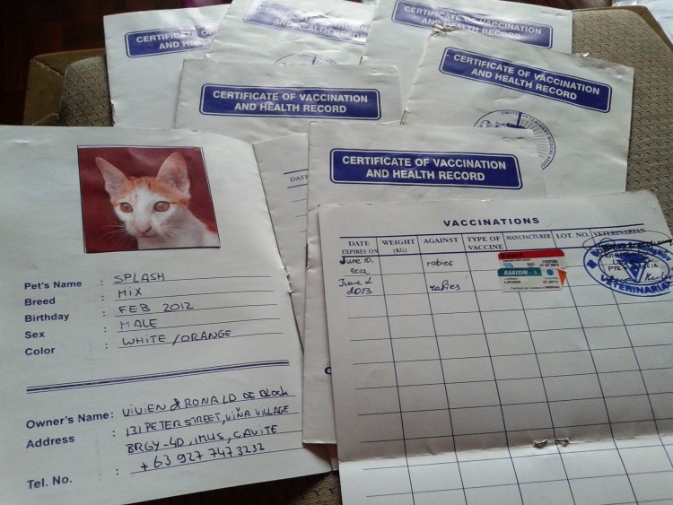 Паспорт кота британца