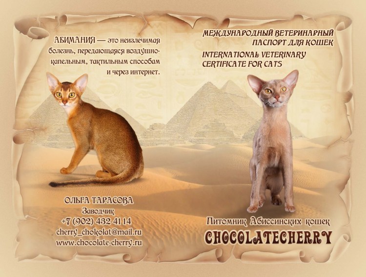 Кот в пиджаке