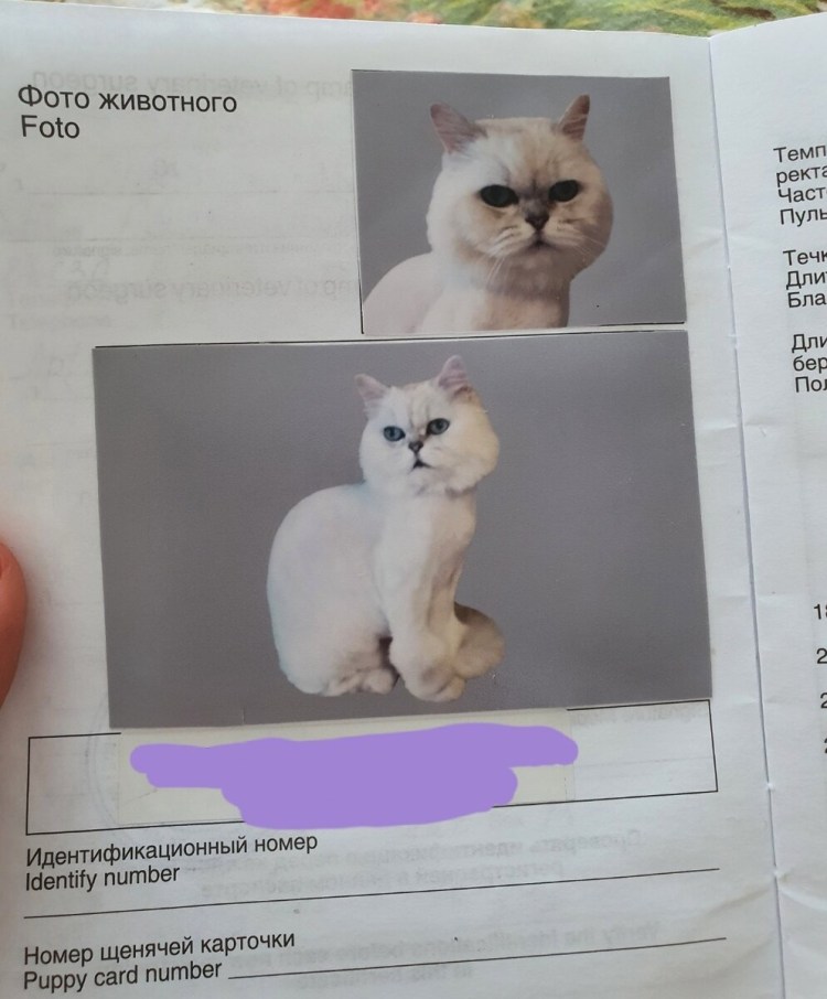 Кошачий паспорт