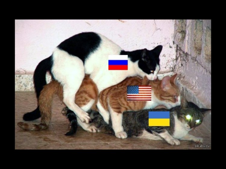 Рыжий кот спаривается