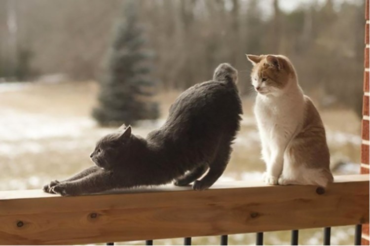 Кошки совокупляются