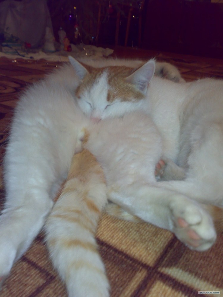 Котята обнимаются