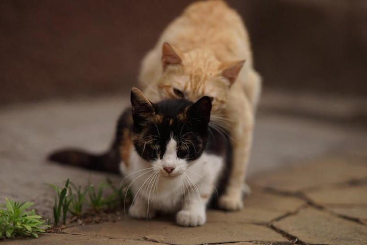 Кот бьет лапой