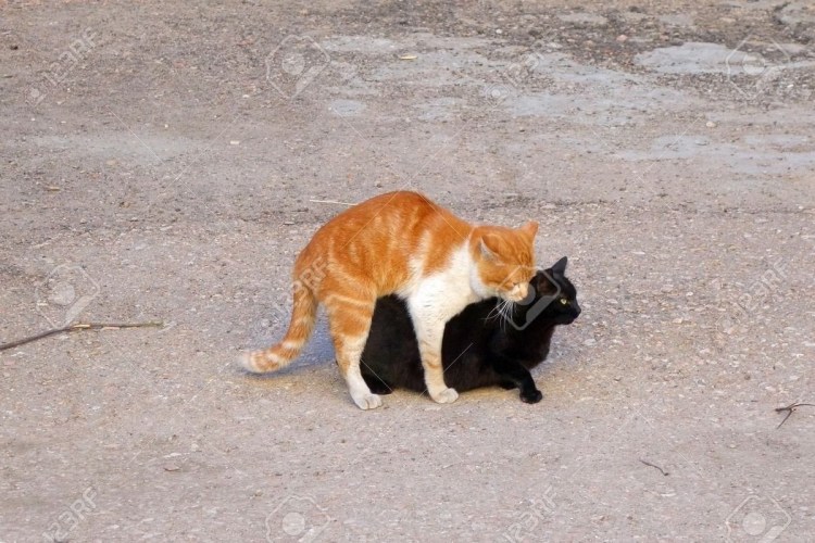 Кошки занимаются любовью