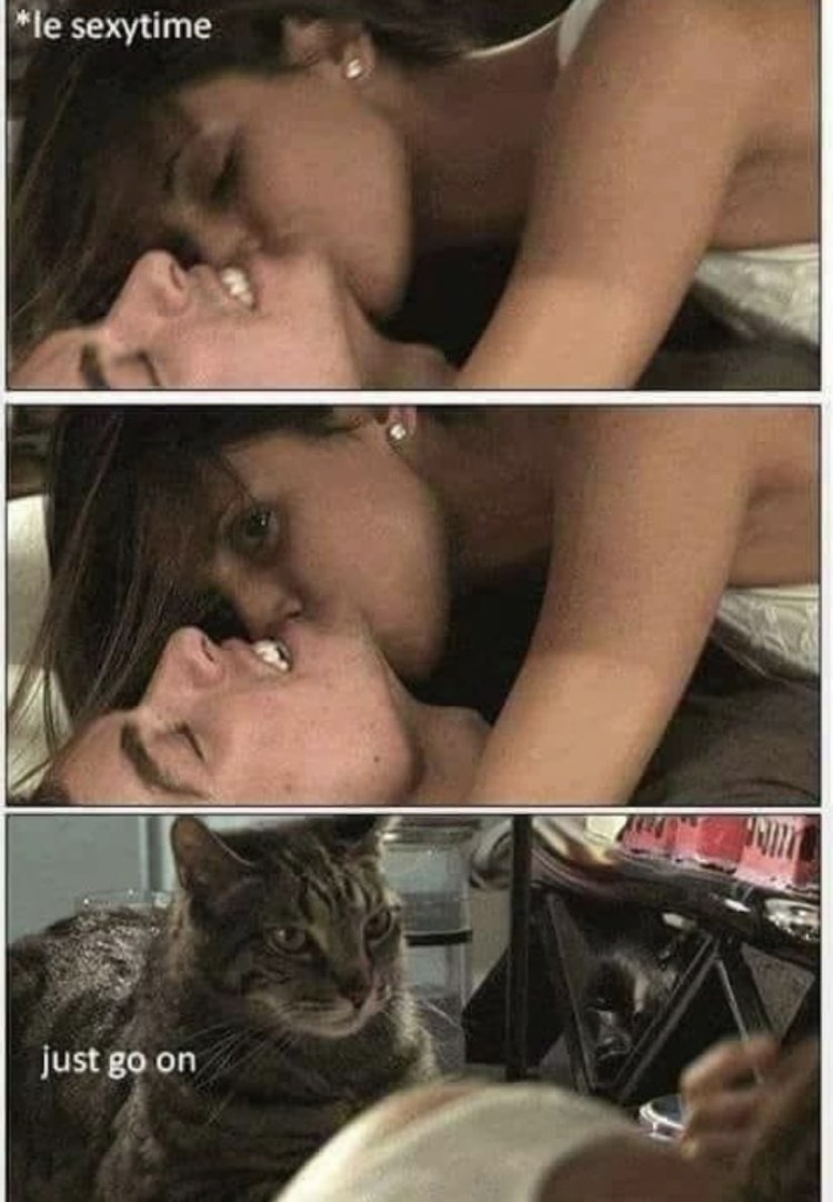 Кошачий массаж gif