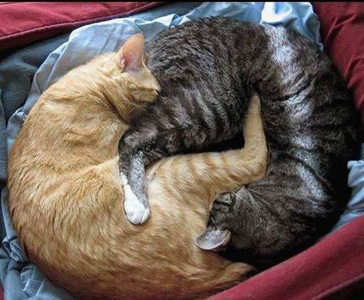 Рыжий кот спаривается