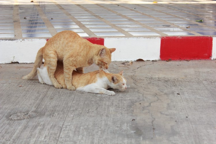 Кот и кошка занимаются любовью