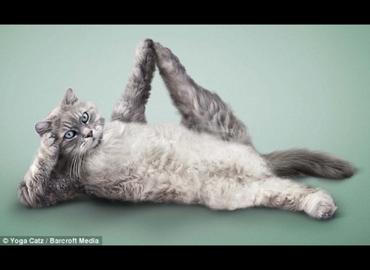 Спаиванье кошки и собаки