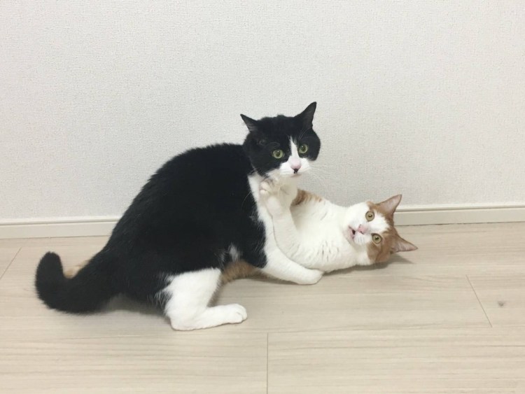 Кот сношается с человеком