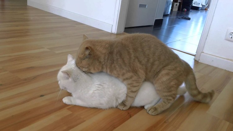 Кошка гуляет