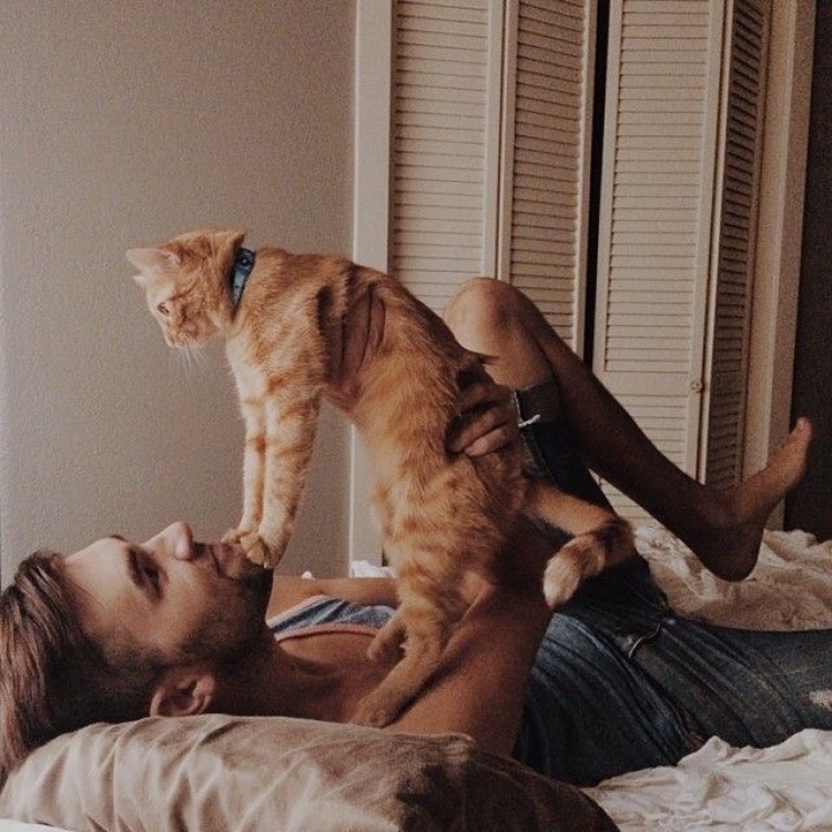 Спаривание кошек