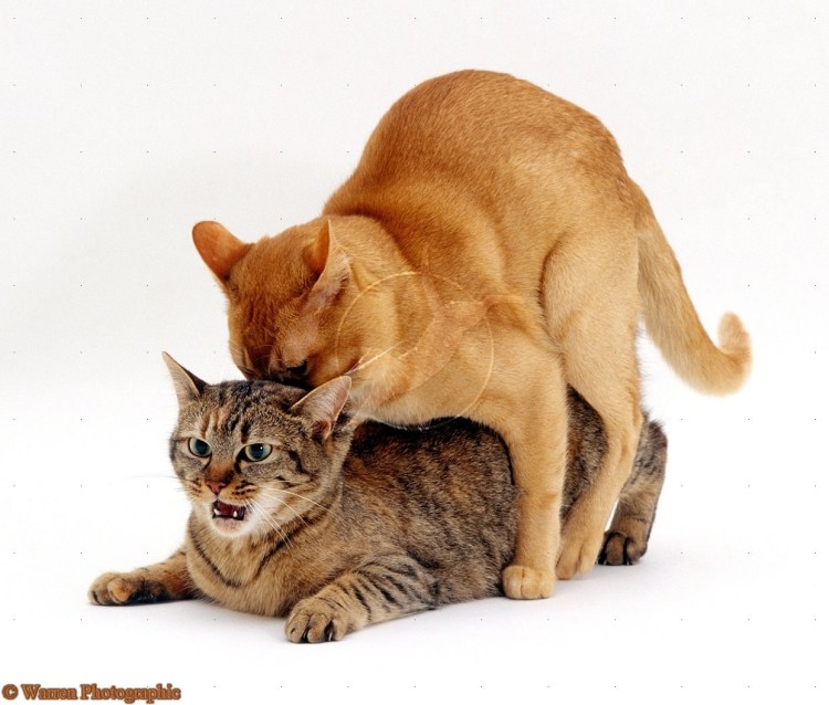 Спаривание котов крупным планом