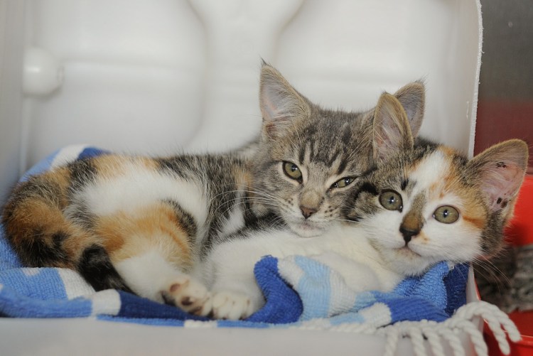 Взаимодействие кота и кошки