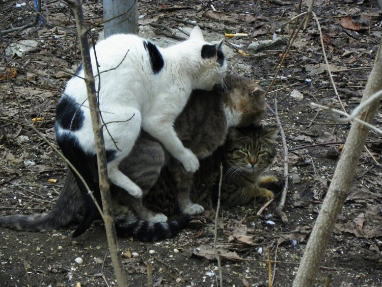 Кошки спариваются