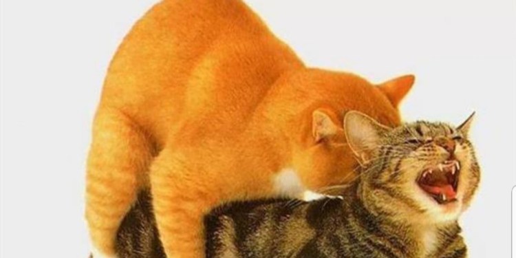 Кошки занимаются спариванием