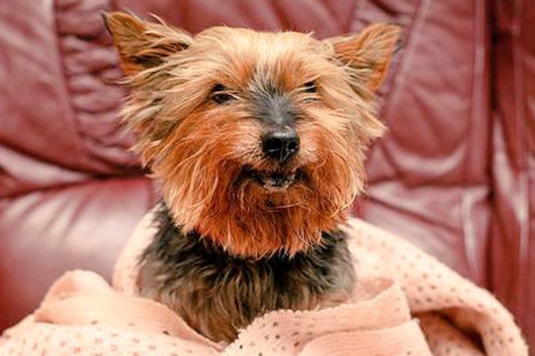 Йорк Джек Йоркширский терьер