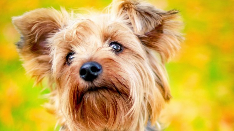 Счастливый Йоркширский терьер