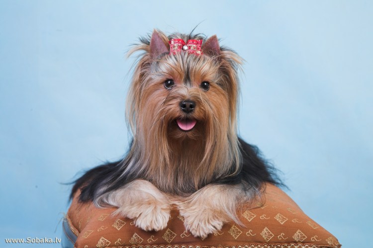 Йоркширский терьер Самурай