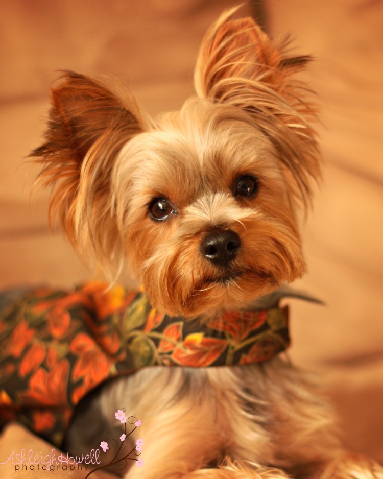 Breed Йоркширский терьер