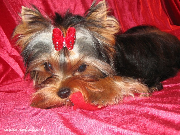 Толстый Йоркширский терьер